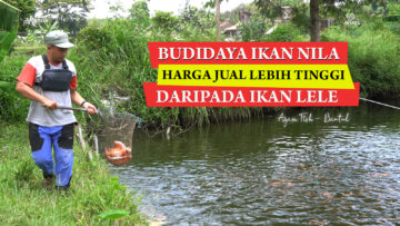 Budidaya ikan nila