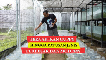 Kisah Sukses Swasti Farm